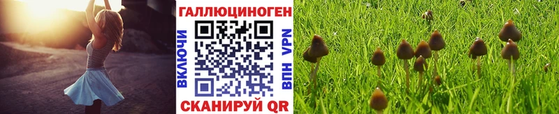 Псилоцибиновые грибы Cubensis  Купить закладки  Ленск 